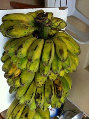 Shade Quick Plantation Plantain Banana Fruit Tree like Saba get 20 ft tall