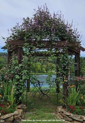 Purple Hyacinth Bean Vine Seeds 15 Pack (Lablab purpureus, Dolichos lablab)