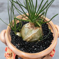 1 Perfume Orchid Bulb, Sweet Scent Sentinel Flowers, Easy Bloom Perennial