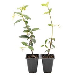 2 Star Jasmine Plants in 3.5” Cubes | Fragrant Evergreen Vine (Trachelospermum)