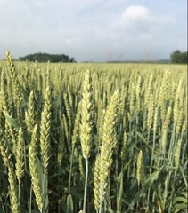 Soft Red Winter Wheat Seed 🌾 Food Plot / Cover Crop / Grain Seed – 1LB–50LB+