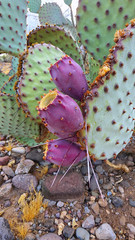 2 Opuntia rufida Cactus: Blind Prickly Pear, Sunset Red-Brown Glochids 3-5″ pad