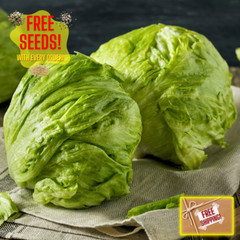 Fresh Iceberg Lettuce Seeds | Batavian | Heirloom Non-GMO | Vegetable Seeds