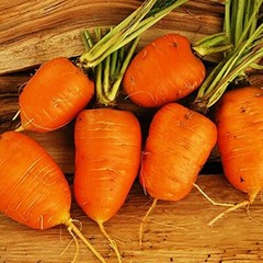 Oxheart Carrot Seeds | 200 Seeds | Non-GMO | Free Shipping | Seed Store | 1090