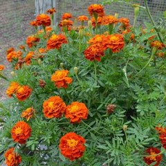 300+ Marigold, FRENCH «SPARKY Mix» Seeds 14» mix of gold, orange, red, yellow