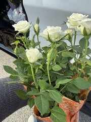 Mini Roses White Dwarf Rose Indoor Outdoor Balcony Plant Easy Care Plant