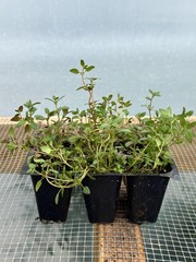 Thyme Live Plant – Seedlings/Plugs and Plants – 3″- 12″ tall – 30-60+ days old