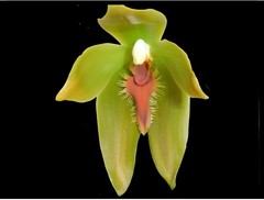 Sudamerlycaste priscilae BS Green Orange Orchid Species Tall Flowers 4” Pot