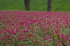 3000 CRIMSON CLOVER Carnation, French, Italian Trifolium Incarnatum Flower Seeds