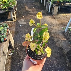 Yellow Crown Of Thorns Euphorbia Milli Floral 4 In Pot Corona De Cristo