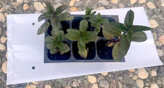 6 Fresh Organic Live Peppermint Rooted Plants Cuttings – Medicinal & Vigorous