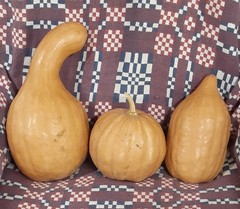 Heirloom Seminole Pumpkin Seeds-2025 Crop High Viability