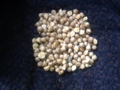 50 ELEPHANT GARLIC CORMS + 10 FREE — $13.95