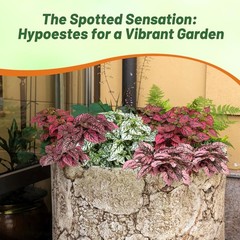 50 Seeds Hypoestes Splash Seeds Mix For Planting – Polka Dot Plant