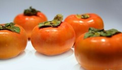 LIVE PLANT FUYU PERSIMMON TREE 1 to 2 FT. SAPLING SEEDLING DIOSPYROS KAKI FRUIT