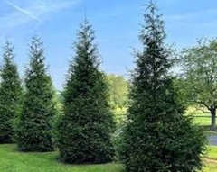 10 Green Giant Tree Arbovitae Thuja Plicata Evergreen Tree Starter
