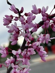 Eastern Redbud/ Cercis Canadensis, 25 seeds 2023 – USA seller