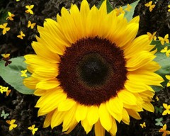 Sunflower Seeds Dwarf Sunspot 50+ Yellow Flower ANNUAL US SELLER FREE SHIPPING