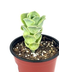 Echeveria Lovely Rose Succulents Live Plants, 4″ pots