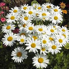 SHASTA DAISY 25+ SEEDS BEAUTIFUL BRIGHT WHITE/YELLOW FLOWER