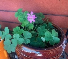 Oxalis «Violacea» Shamrock/Wood Sorrel Bulbs (Not Seeds) – US Seller!