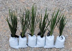 Yucca Plants 6 Large 15-20 inches tall Landscaping Flowers White ADAMS NEEDLE