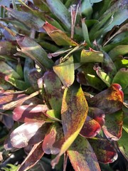 2 pk Exotic TROPICAL LANDSCAPE PLANT Pup Bromeliad colorful -unbranded