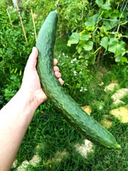 China Jade Burpless Cucumber Seeds – For 2026 Planting Delicious Long Dark Green