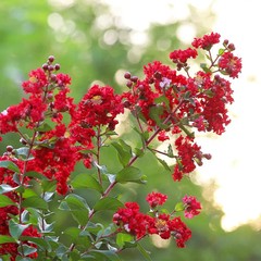 3 Red Crape Myrtle 12-18″ Tall Starter Shrub Bare Root