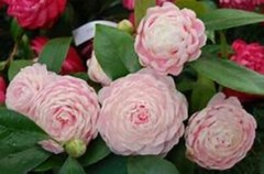 **PINK PERFECTION**Unique Bloom*Camellia Japonica-Live Starter Plant -USA SELLER