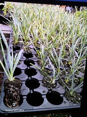 3 Yucca Rostrata Seedling Plant 4-6″ Tall Cold Hardy