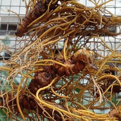 100 goldenseal Bare Root Rhizome, Perennial Dormant live Outdoor