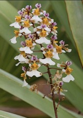 Tolumnia bahamensis NBS Pink White Yellow Native Florida Orchid Species 2” Pot