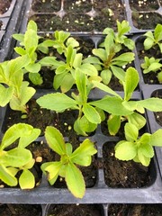 Stevia Live Plant – Seedlings/Plugs and Plants – 3″- 12″ tall – 30-60 days old