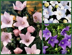 Balloon Flower Seeds, Purple, Pink & White 3pk Special, Heirloom Perennial Seed