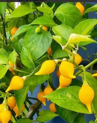 BIQUINHO SWEETY DROP (YELLOW) CHILI LOT OF 3 Hot Pepper LIVE PLANTS