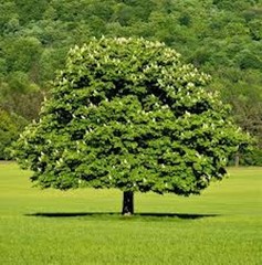 5 Dunstan Chestnut Tree 12-24″ Tall Hybrid Tree Bare Root
