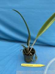 Rlc Everything Nice ‘Showtime’ Green White Fragrant Mericlone Orchid 2.5” Pot