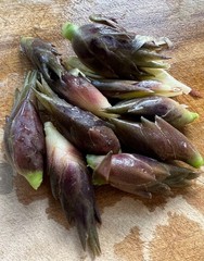 Live Myoga Ginger Plants Silver Arrow Hardy Edible Easy Grow 阳荷 Zones 6-9