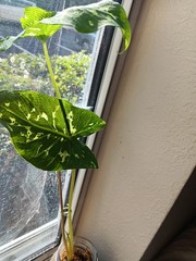 **HILO BEAUTY**Elephant Elarĺ**Alocasia*Corm ( 1 ) *See MOMMA NFS **USA SELLER**