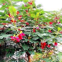 20 Hummingbird Tree Seeds (Sesbania grandiflora) «Agati» Flower Plant Fast RARE