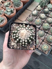 Discocactus hortsii BIG plant with cephalium US seller