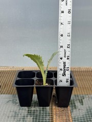 Artichoke Live Plant – Seedlings/Plugs and Plants – 3″- 12″ tall