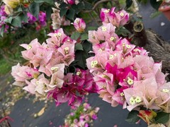 Bougainvillea Marilda‘ Live Plant 2 Gal Vine Easy Care Pink Purple White Yellow