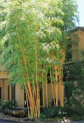 Bambusa Asian Lemon Clumping Bamboo – 1 Value Priced Division / Rhizome / Plant