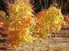 20 THREE FLOWER MAPLE SEEDS – Acer trifolium