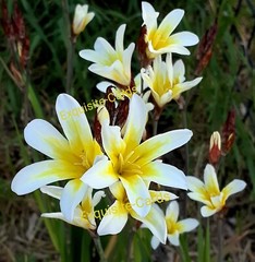 3 Sparaxis Grandiflora white yellow Harlequin bulb during summer plant