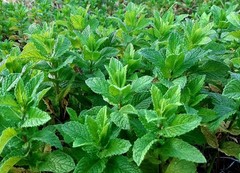 6+ Peppermint Plants with Roots, No Pesticides, No GMO, Organic,