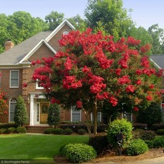 3 Red Crape Myrtle 12-18″ Tall Starter Shrub Bare Root