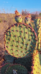 2 Opuntia rufida Cactus: Blind Prickly Pear, Sunset Red-Brown Glochids 3-5″ pad